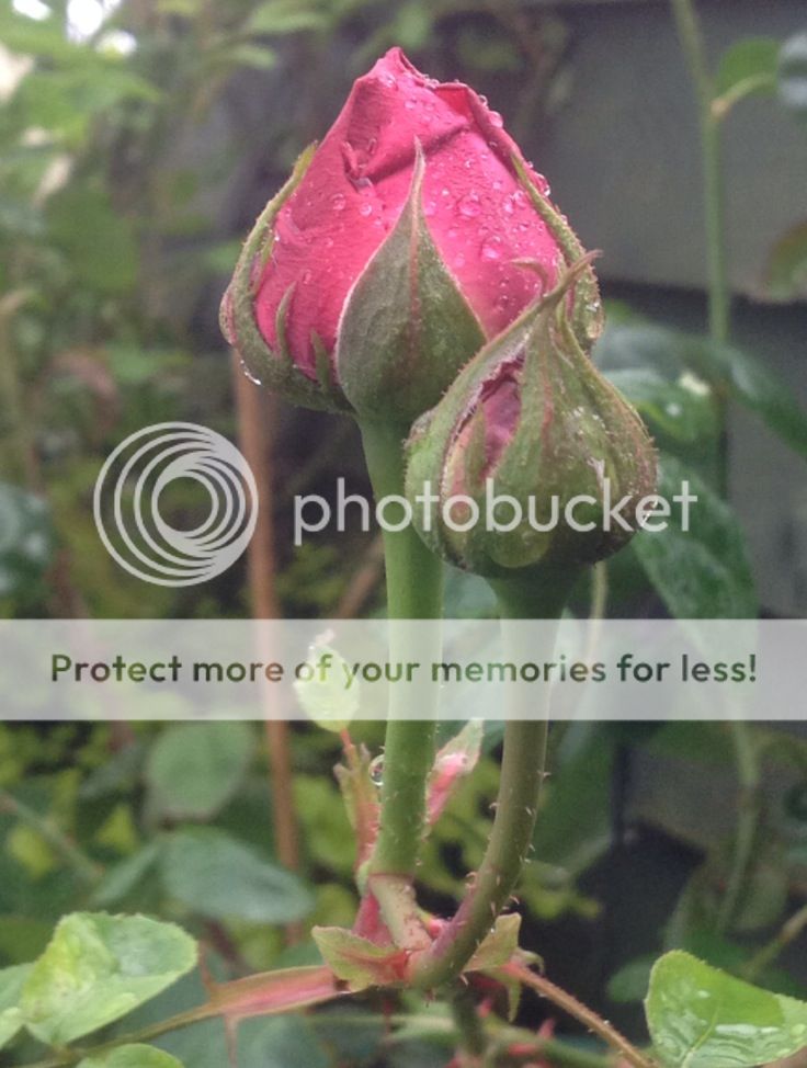 photo F5341EEB-6471-4E40-BFAE-C2C364D55828_zpslvvcibwe.jpg